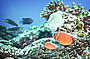 Coral Gardens are great hiding places